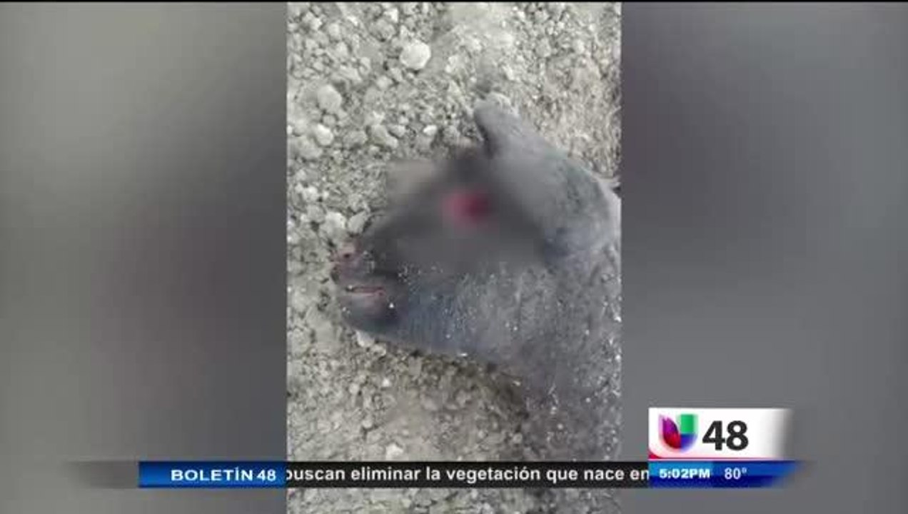 Consecuencias De Maltratar A Animales