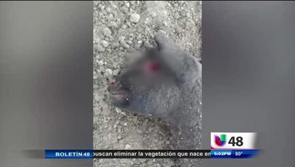 Consecuencias De Maltratar A Animales