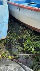 Video: Manatí Juanita llegó al río Ozama desde Bayahíbe