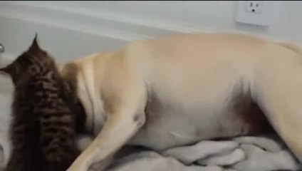 What\'s Trending today? Pugs, McDonald\'s & an Angry Bird?