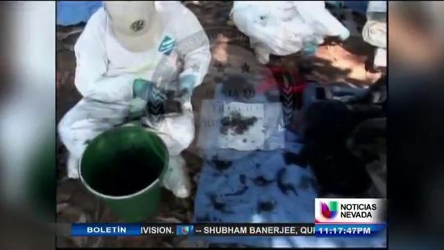 Las muestras enviadas por las autoridades no fueron suficientes para obtener un perfíl genético