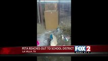 PETA Reaching out to La Villa ISD after FFA Animals Beaten and Tortured