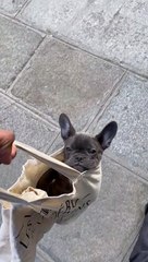 Frenchie Puppy Too Lazy to Walk