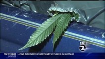 Huge Marijuana Grow Uncovered in Oakland area