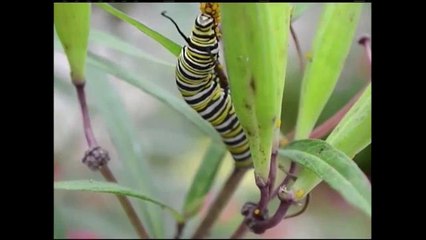 El vuelo de la mariposa Monarca