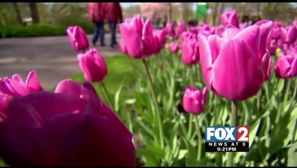Tulips Taking over for Valentine\'s Day Flower of Choice