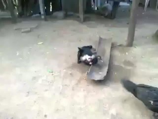 VIDEO: Un Chango violo a un Pato o Ganso