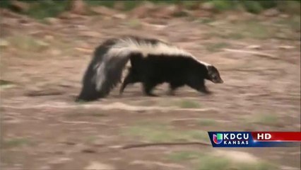 Zorrillo rabioso en contacto con perros