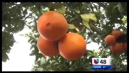 Se Aproximan Fecha Límite Para Programas De Ley Agrícola