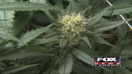 Marijuana Legalization Bill in Texas