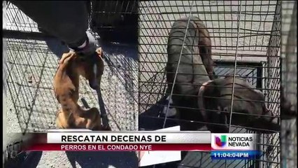 Rescatan decenas de perro y gatos de una propiedad