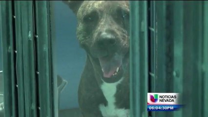 Residentes preocupados por muertes intencionales de mascotas