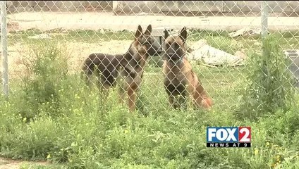 EXCLUSIVE: FOX 2 Interviews Home Invasion Victim