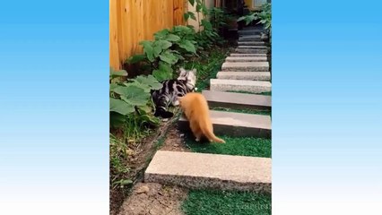 Cute Pets And Funny Animals Compilation Try Not To Laugh