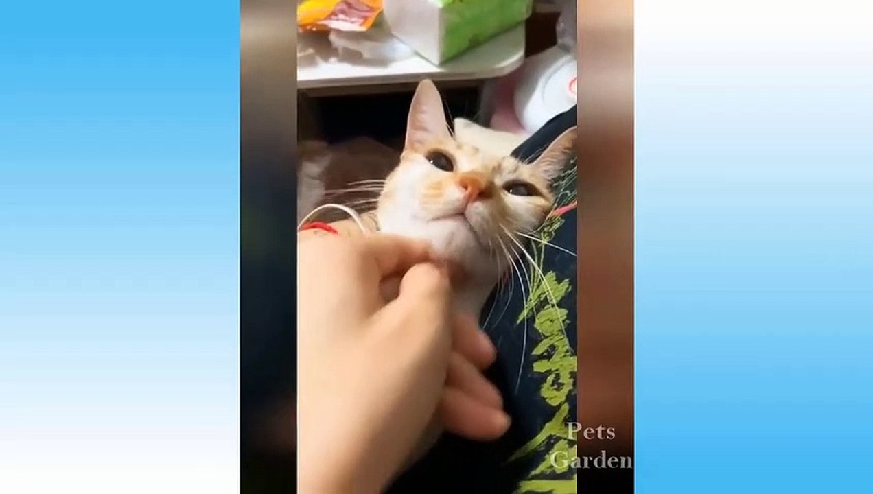 Funny And Cute Cat'S Life Cats And Owners Are The Best Friends Videos
