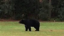 Nuevo ataque de osos en Longwood
