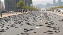 14 mil libras de pescado en la carretera