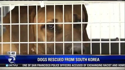 S Korean Dog Meat Farm Rescue Animals Up For Adoption in Bay Area