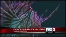 Texas State Aquarium Blaming Chemical Company for Death of 389 Fish