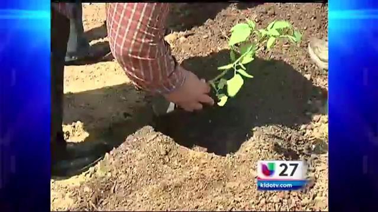 Siembran frutas y vegetales