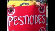 Niños Latinos en peligro de exposición a pesticidas