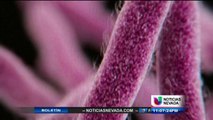 Bacteria estomacal podría ser contagiosa