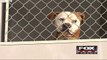 Bill Aims to Stop Euthanasia in Animal Shelters
