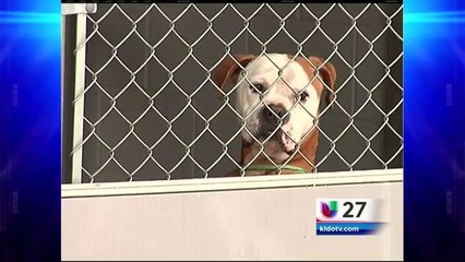 Proponen ley para prohibir la eutanasia