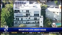 Mountain Lion Found Hiding Under Los Angeles House