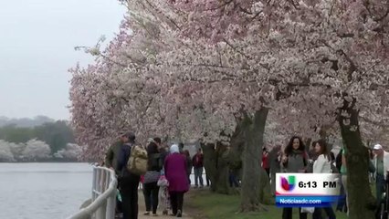 Florecimiento de cerezos en su máximo esplendor