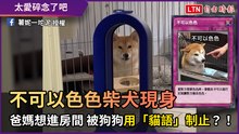 不可以色色柴犬現身 爸媽想進房間 被狗狗用「貓語」制止？！