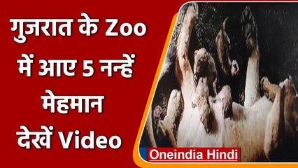 Gujarat:Sakkarbaug Zoological Park में शेरनी ने पांच शावकों को दिया जन्म |#Shorts | वनइंडिया हिंदी