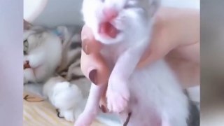 OMG So Cute Cats ♥ Best Funny Cat Videos 2021 ♥ cute and funny cat complement video #102