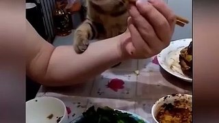 OMG So Cute Cats ♥ Best Funny Cat Videos 2021 ♥ cute and funny cat complement video #100
