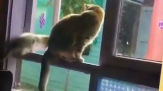 OMG So Cute Cats ♥ Best Funny Cat Videos 2021 ♥ cute and funny cat complement video #96