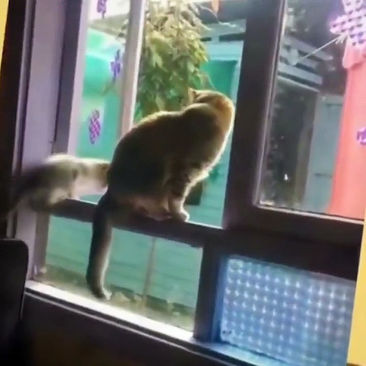 OMG So Cute Cats ♥ Best Funny Cat Videos 2021 ♥ cute and funny cat complement video #96