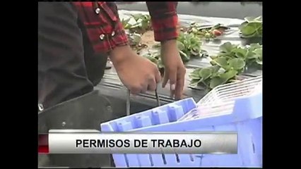 California otorgaría permisos de trabajo