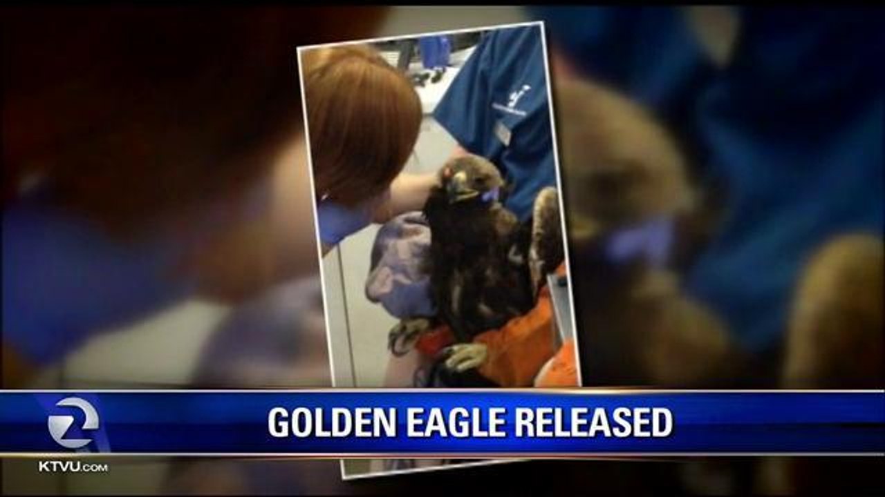 Golden Eagle Returned to Wild