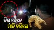 Pangolin Scales Smuggling Gang Busted In Khordha, 2 Arrested