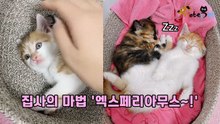 해리포터 뺨치는 집사의 손길에 '엑스펠리아무스' 무장해체된 고양이