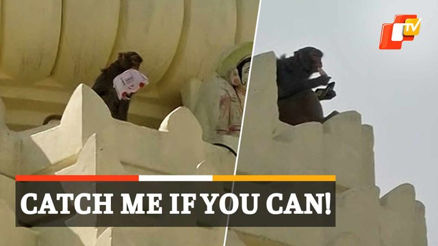 Watch: Monkey Snatches Bag And Climbs Atop Temple In Odisha
