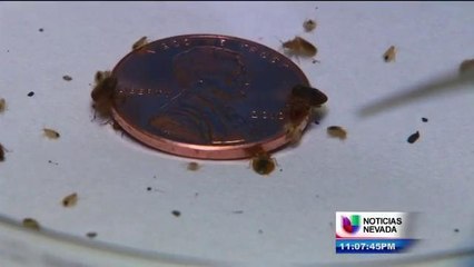 Chinches en Las Vegas