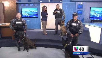 Nuestra Comunidad: Agentes Caninos