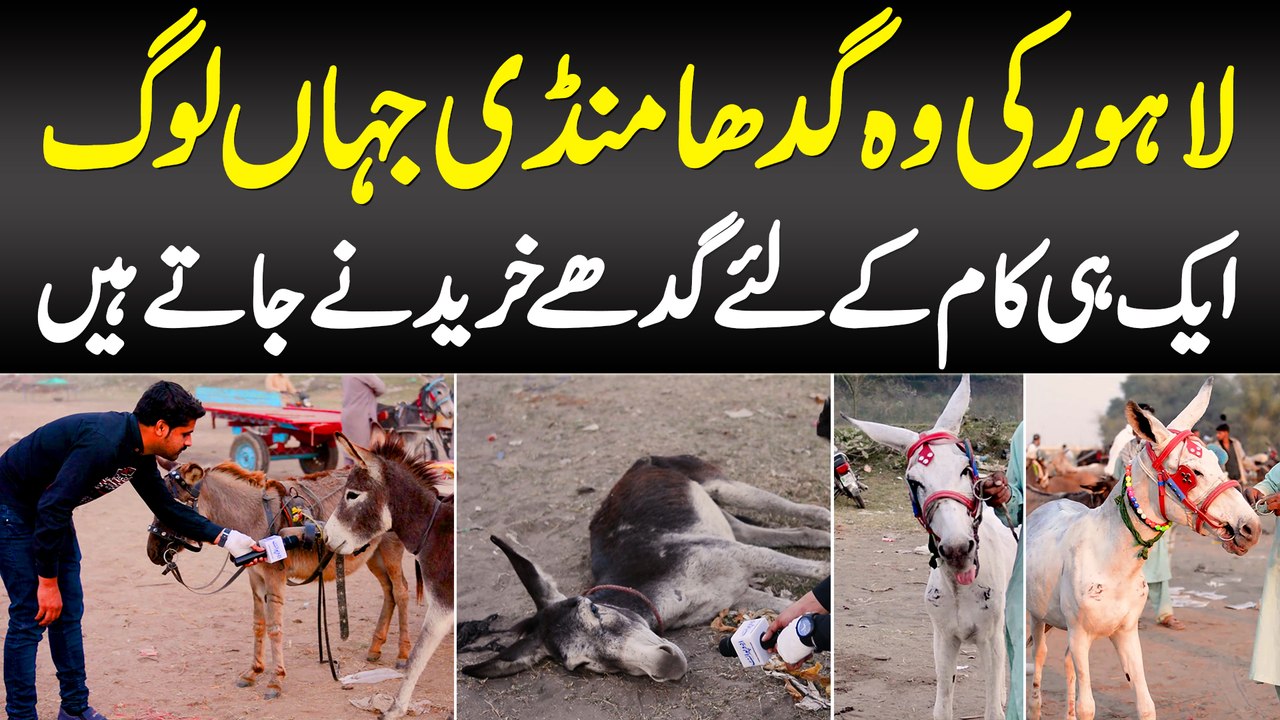 Lahore Ki Wo Donkey Market Jahan Log Ek Hi Kaam Ke liye Gadhay Kharidnay Jaate Hain