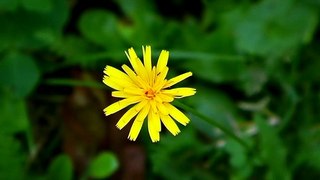 Nature - Yellow dandelion clip