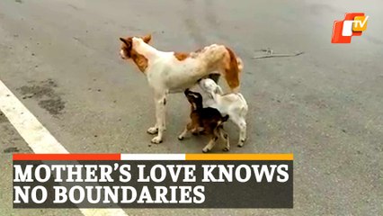 Viral Video: Mama Dog Breastfeeds Goat Kids