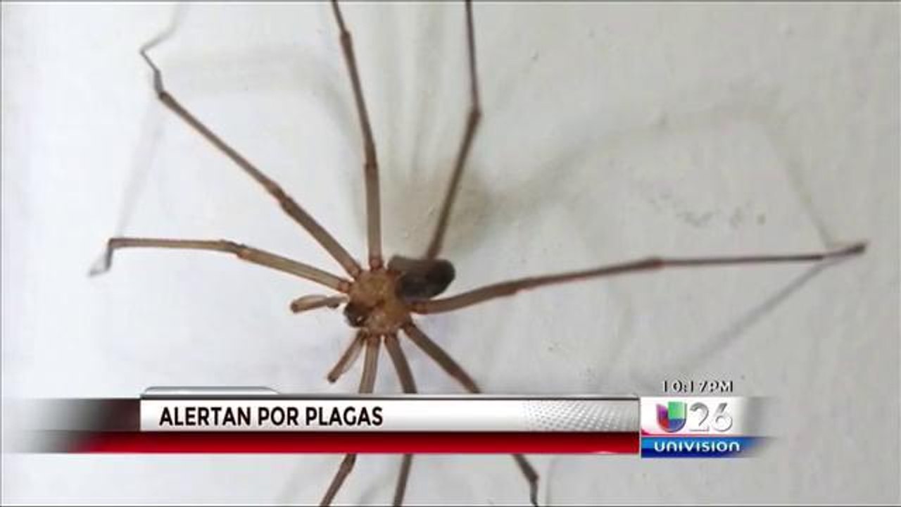 Alertan por plaga de insectos en el verano