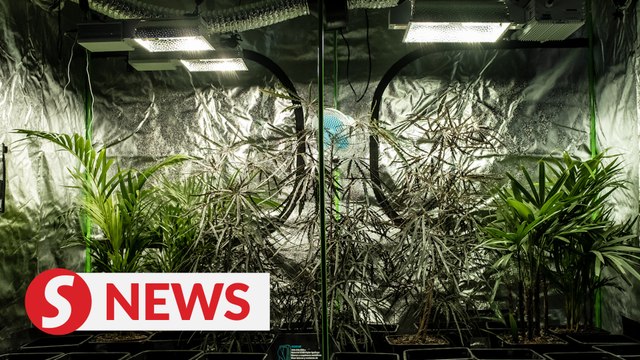 Health Ministry open to medical marijuana clinical trials