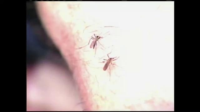 Picaduras de mosquitos