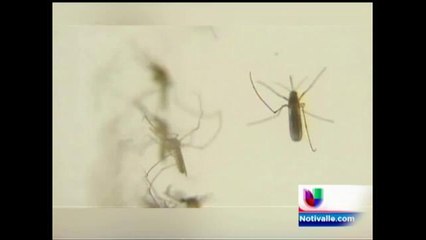 Virus del Nilo en La Quinta